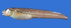 Ophidion