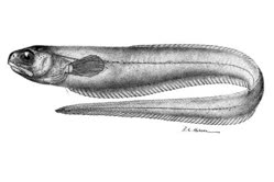 00-0-CC-NC_2024-Smithsoniant.jpg