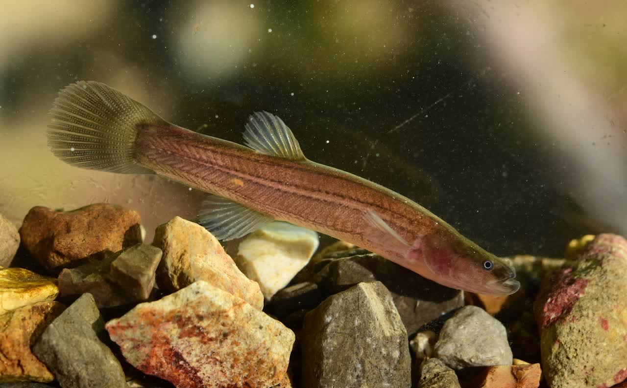 papilliferus