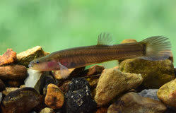 01-0-Copr_2026-Dean_Hestert.jpg