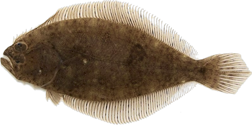 Paralichthyidae
