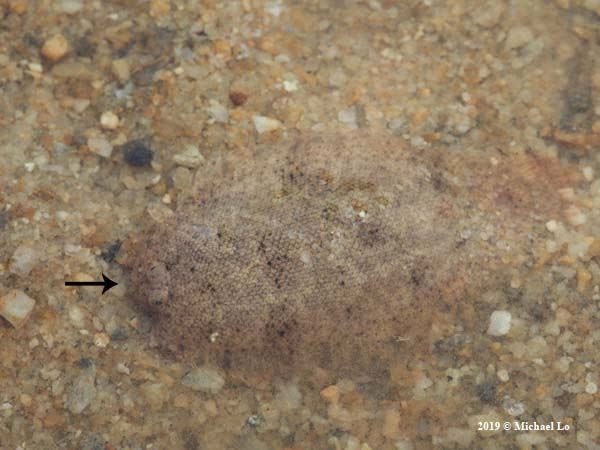 leucorhynchos