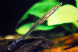 01-0-Copr_2021-Eduard_Purzl-Lagune_Ebrie_brackish_water_Ivory_Coastt.jpg