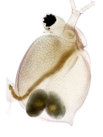 Daphnids