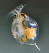 Daphnia