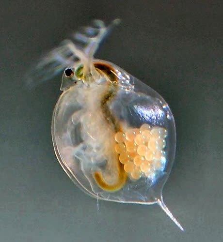 Daphnia magna photo by Tina Benneker, 2014.