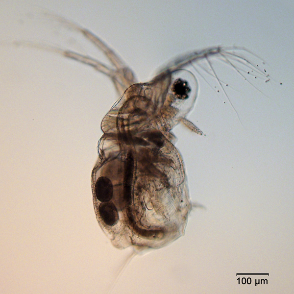 Daphnia, Moina etc...