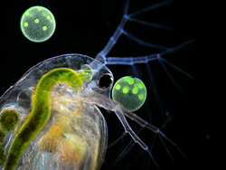 daphnia_2t.jpg