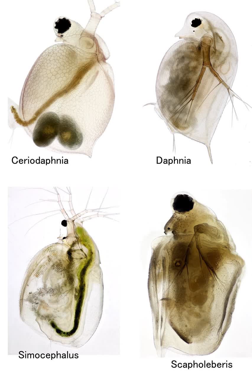 Daphnia