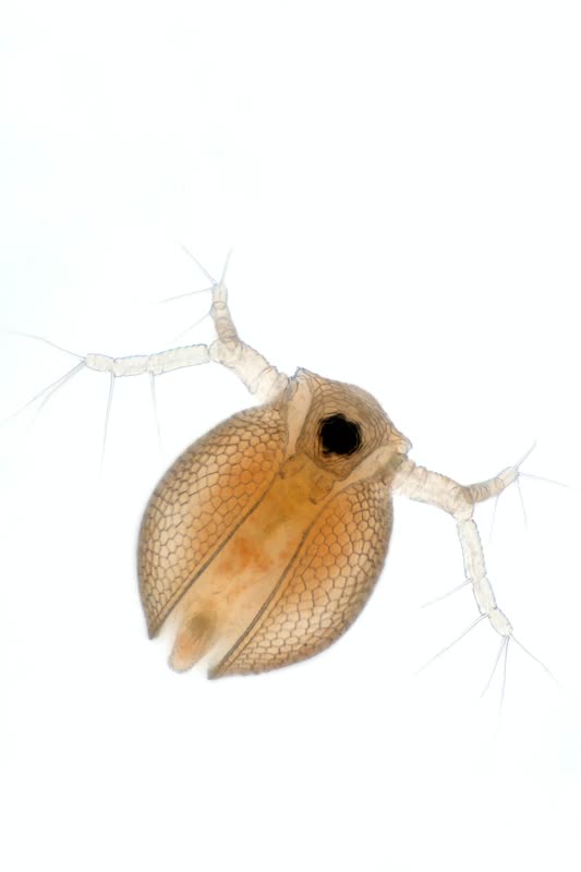 laticaudata