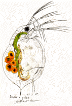 daphnia_.gif