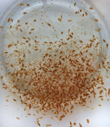 daphnia_2t.jpg