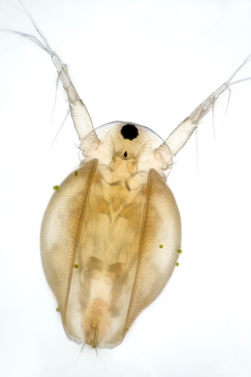 exspinosus