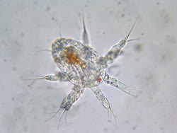 1280px-Nauplius_larva_of_a_cyclops_copepodt.jpg