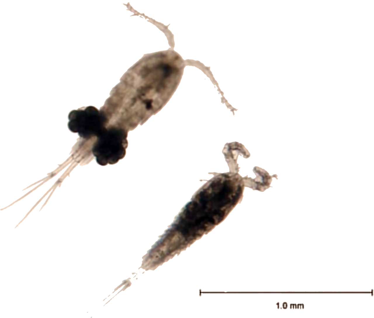 cyclopidae