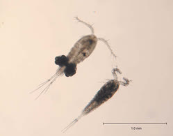 Cyclops_bicuspidatus_GLERL_1t.jpg