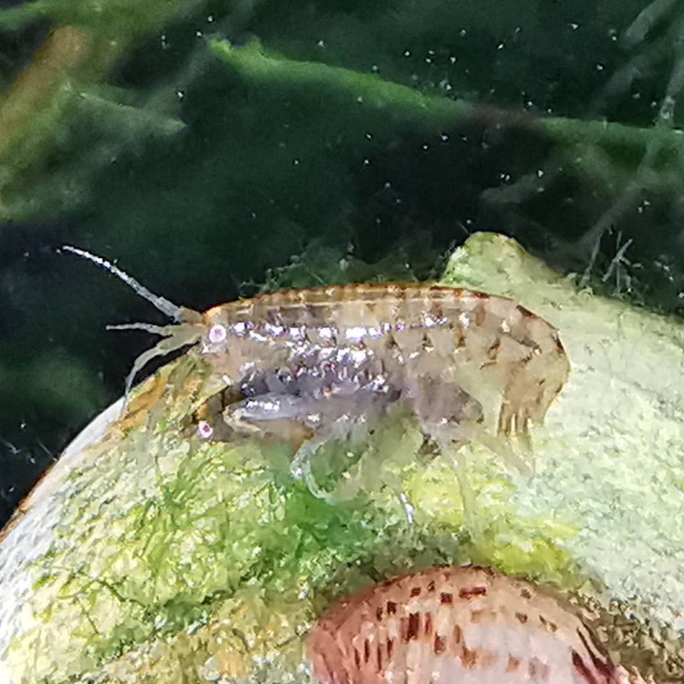 Gammerus...