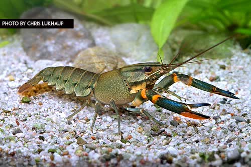 Cherax albertisii