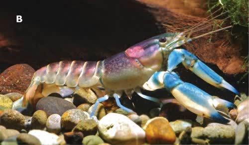 Cherax pulcher