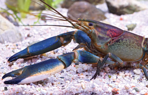 Cherax warsamsonicus