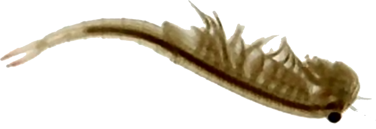 dendrocephalus