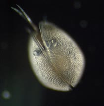 Ostracoda