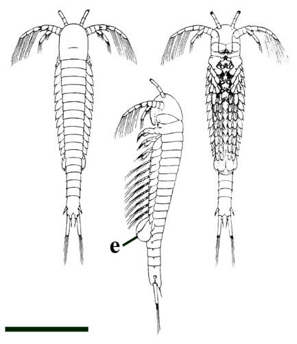 Lipostraca