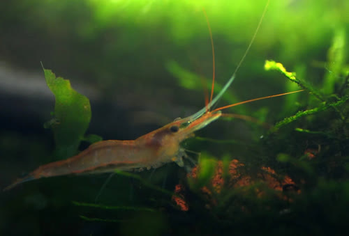 Caridina ensifera