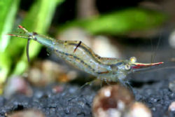 Caridina