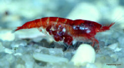 Halocaridina