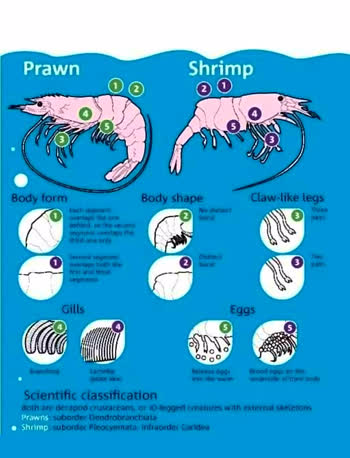 prawnshrimpt.jpg