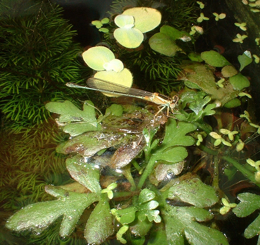 Dragonflies and Damselflies