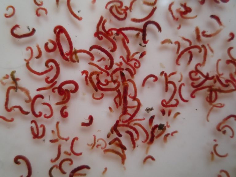 Bloodworms