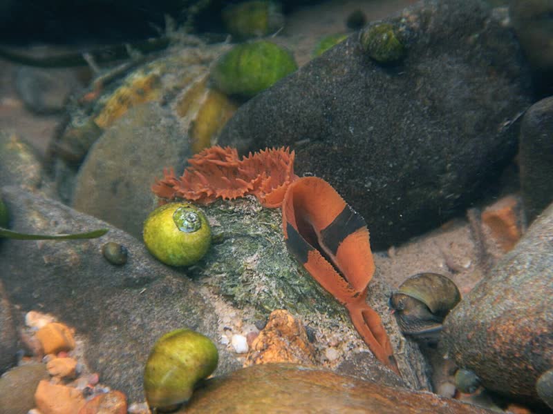 Actinonaias_pectorosa