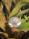 Blue ramshorn