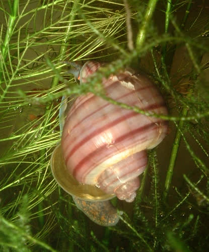 Viviparus georgianus found in Steenburg Lake, Ontario Canada.