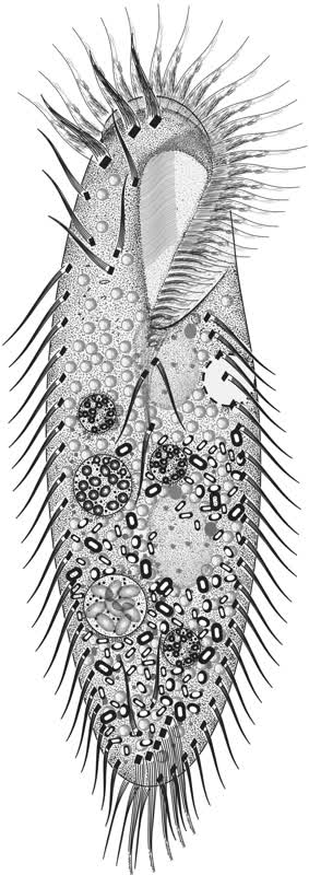 Cyrtohymena