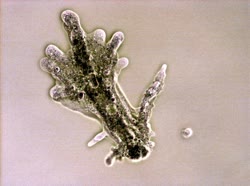 1280px-Amoeba_proteust.jpg