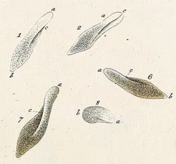 Muller_paramecium_aureliat.jpg