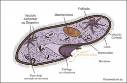 Paramecium_spt.jpg