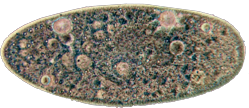 Parameciumt.png