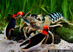 Cherax