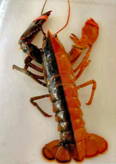 bicolor-lobstert.jpg