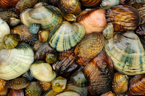 Mussels from Piatt County, Illinois