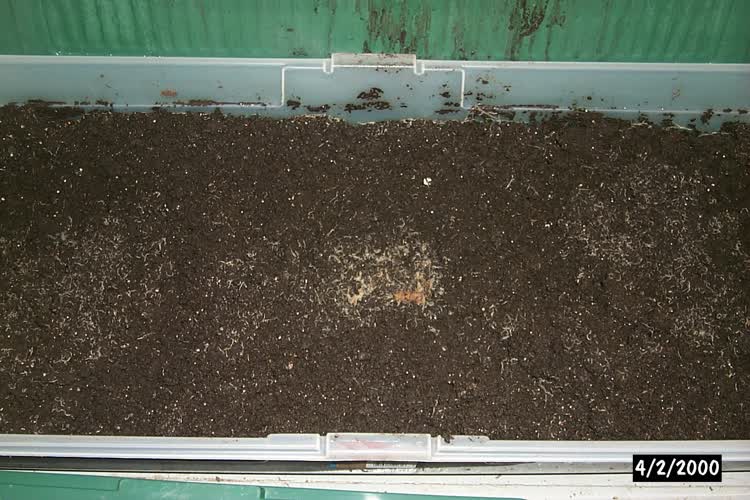 Worms growing in a sweater box