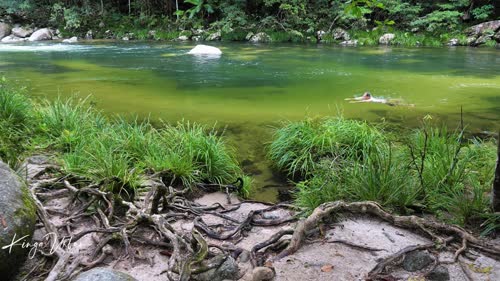 Mossman_Gorge