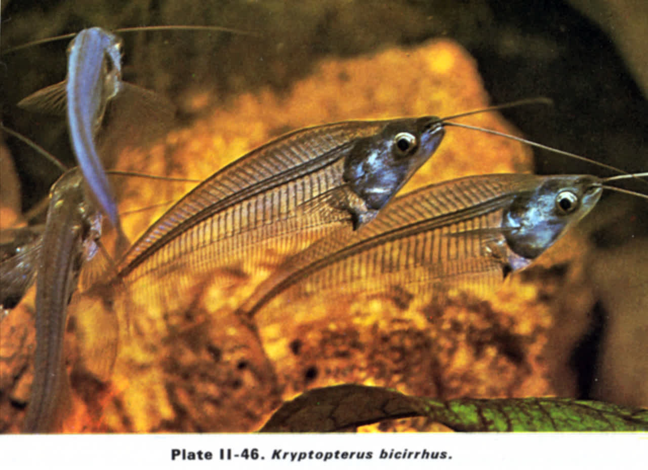 Siluriformes