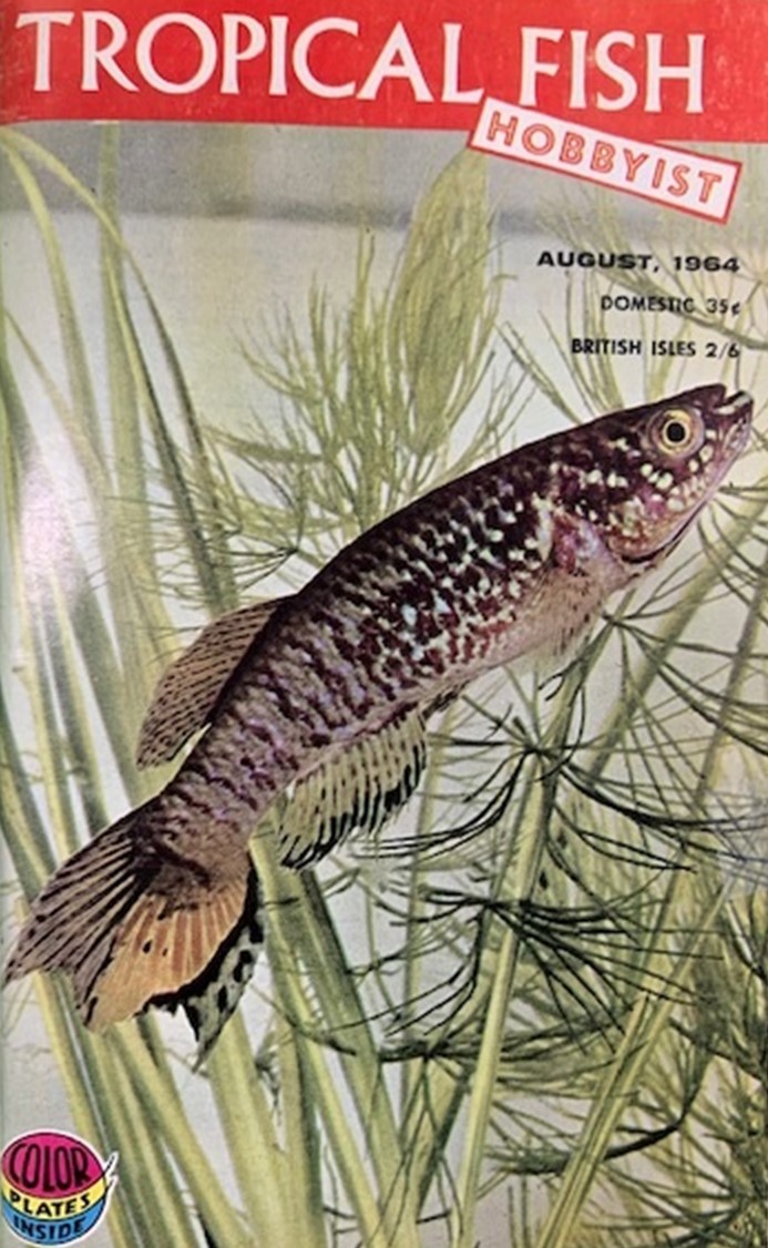 196 4 -  1964