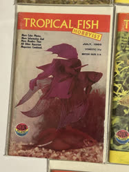 00-0-Copr_1965-TFHt.jpg
