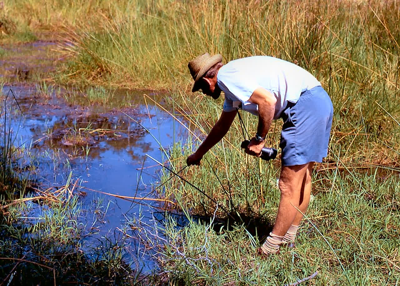 David Eccles demonstrates the proper way to touch the schistosome-laden water of a lakeshore Malawi swamp -- with a stick! Near Monkey Bay, 1971. Photo by M.K. Oliver